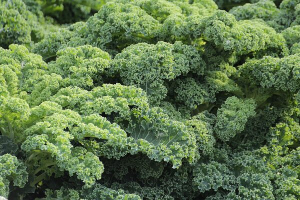 GREENS, BUNCH, KALE