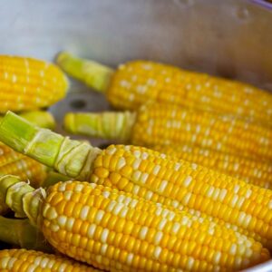 CORN, BI-COLOR